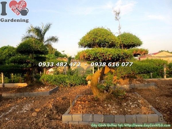 Cặp cây sanh cảnh thế mẫu tử lớn – ý nghĩa phong thủy sum vầy, thịnh vượng