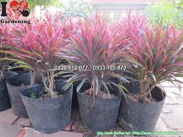 Cây ánh dương cao 35cm – Ms 23741 tại vườn ILG