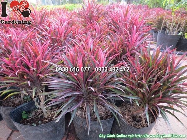Đặc điểm lá cây ánh dương cao 35cm