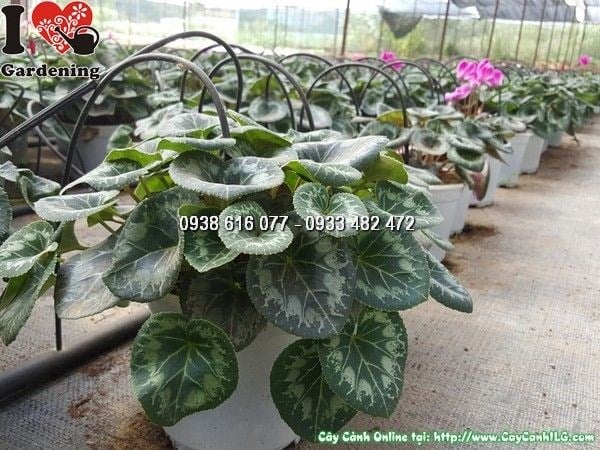 Cây Anh Thảo tại vườn ILG khỏe mạnh không sâu bệnh