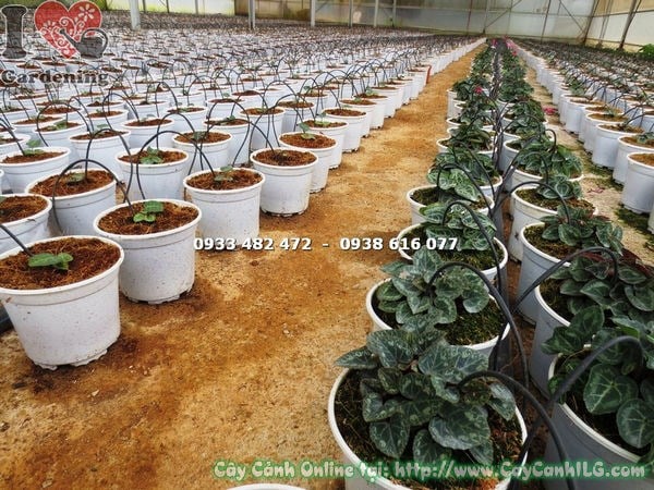 Cây Anh Thảo giống cao 15cm nhiều màu sắc tươi đẹp