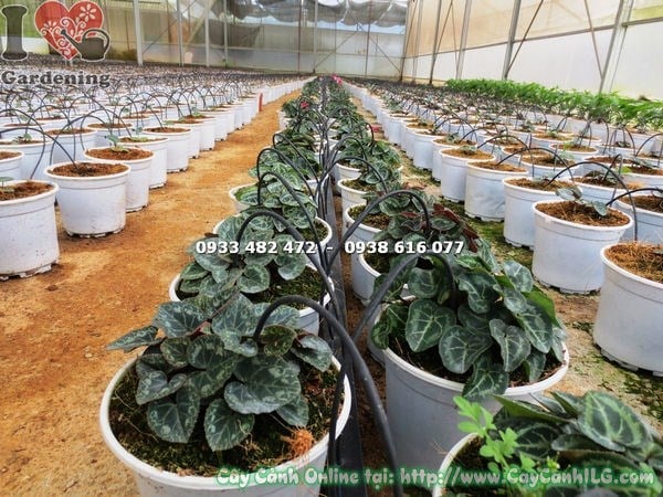 Hoa Anh Thảo nhiều màu sắc rực rỡ trang trí không gian