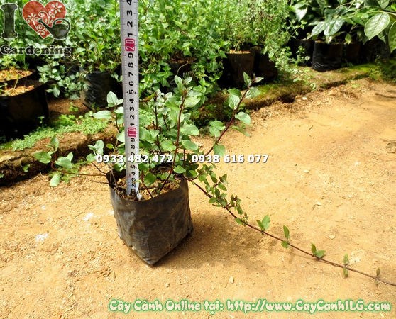 Cây Bạc Hà Pepper Mint – công dụng ẩm thực và dược liệu