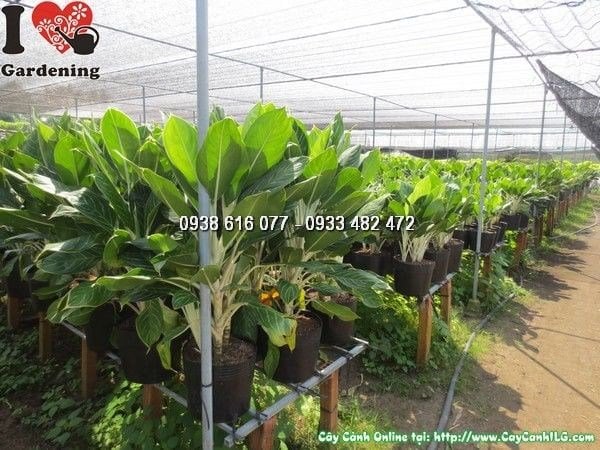 Cây Bạch Mã Hoàng Tử cao 60cm tươi tốt trong điều kiện ánh sáng tốt