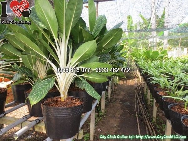 Cây Bạch Mã Hoàng Tử 60cm tán đẹp, lá xanh bóng