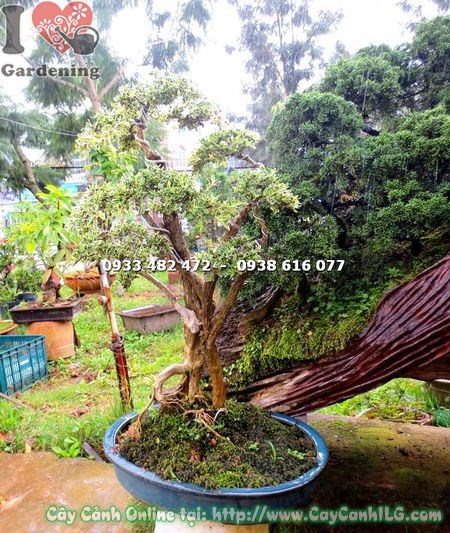 Thân cây bạch tuyết mai bonsai cao 50cm uốn dáng nghệ thuật