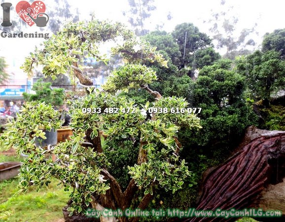 Chăm sóc cây bạch tuyết mai bonsai 50cm tại nhà