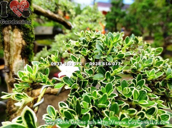 Cây bạch tuyết mai bonsai tiểu cảnh cao 60cm – lá xanh viền vàng đặc trưng