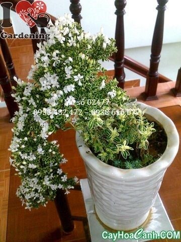 Hoa bạch tuyết mai trắng tinh khôi nở rộ