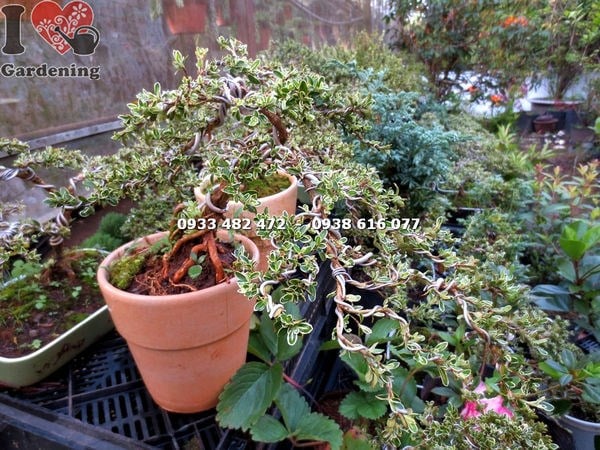 Cây bạch tuyết mai bonsai nhỏ hoa trắng rủ đẹp