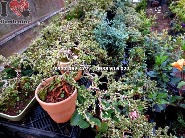 Cây bạch tuyết mai bonsai tiểu cảnh tạo dáng nghệ thuật