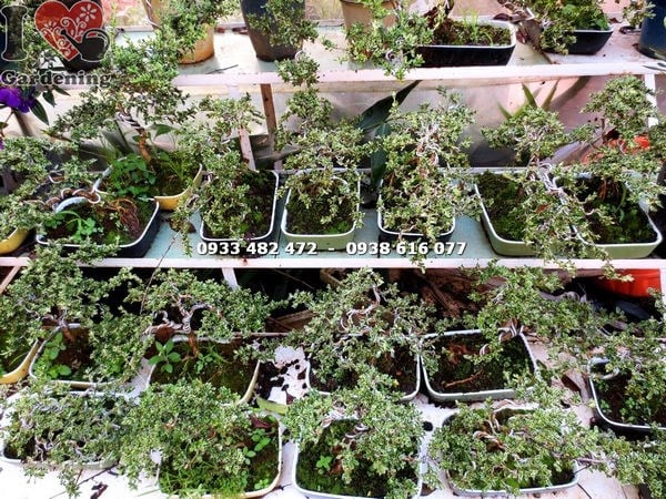 Cây bạch tuyết mai mini bonsai trong chậu đẹp