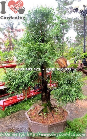 Cây bách xanh bonsai cao 1m tán lá xanh đậm bắt mắt