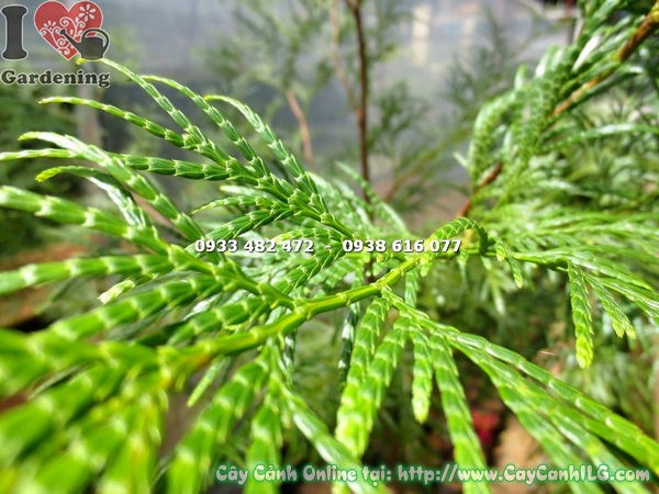 Bách Xanh trồng chậu trang trí sân vườn