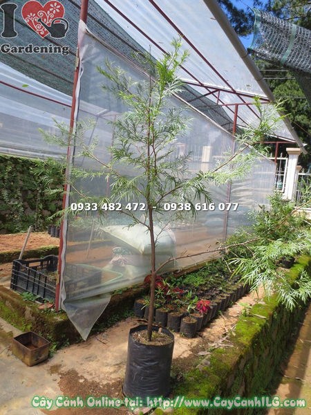 Chăm sóc cây Bách Xanh tại vườn ILG