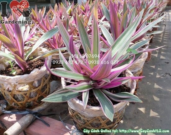 cây bảy sắc cầu vồng 15cm lá nhiều màu đẹp