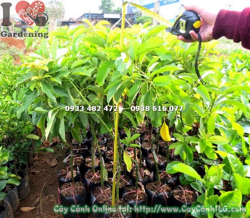 Cây bơ bi giống 1m khỏe mạnh, lá xanh tươi