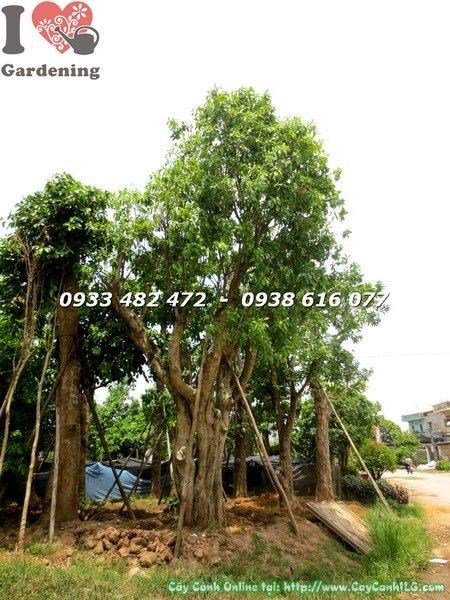 Cây bồ đề đỏ cổ thụ lớn cao 7m ứng dụng cảnh quan công trình