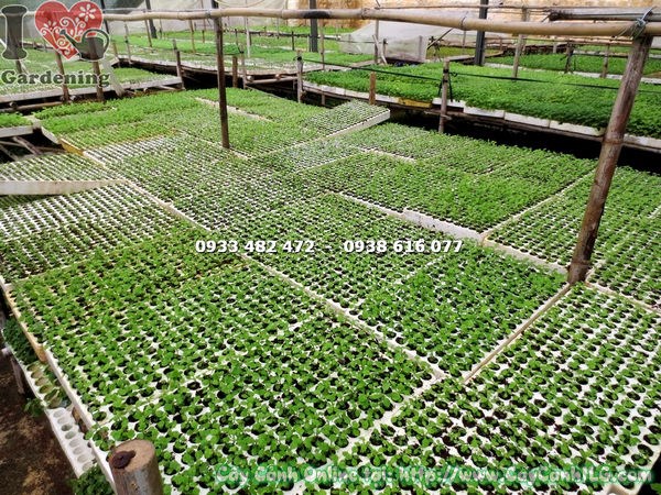 cây bông cúc giống trồng cảnh quan sân vườn - mua sỉ tại ILG