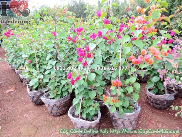 Cây bông giấy cao 60cm Ms 17941 tại vườn ILG