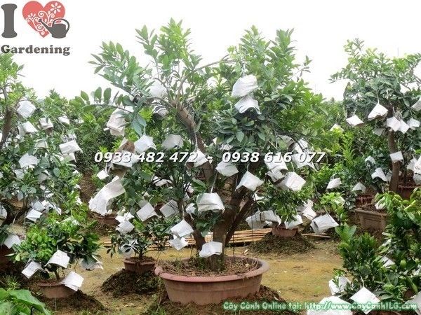 Cây bưởi cảnh gốc lớn cao 1.8m trái còn nhỏ xanh mướt