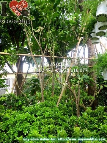 Hoa và tán cây bưởi da xanh cao 2m Ms 05820