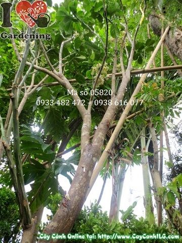 Cây bưởi da xanh có hoa đang ra quả tại vườn ILG