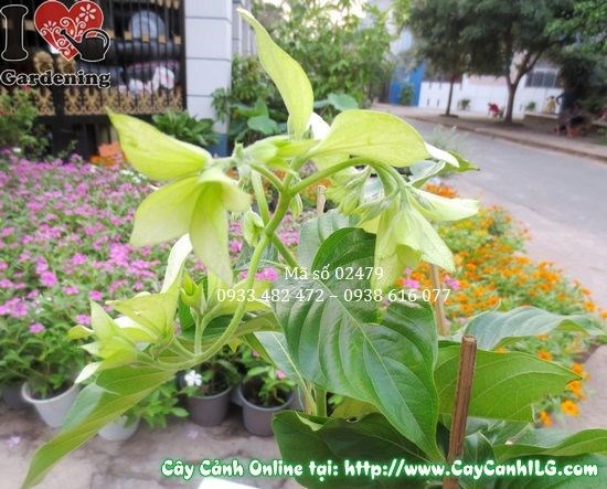 Lộ trình phát triển cây bướm bạc từ nhỏ đến trưởng thành