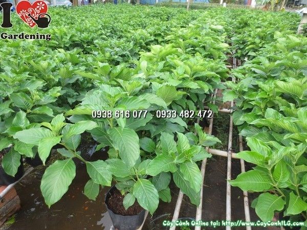 Cắt tỉa tạo dáng cây bướm bạc đẹp