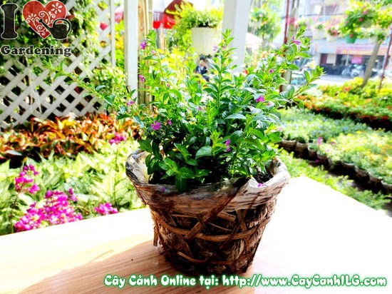 Chăm sóc cắt tỉa cây cẩm tú mai trồng cảnh quan công trình