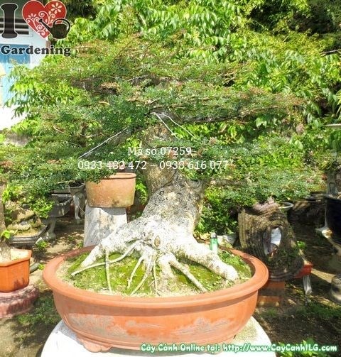 Cây cần thăng bonsai gốc lớn cao 70cm đẹp