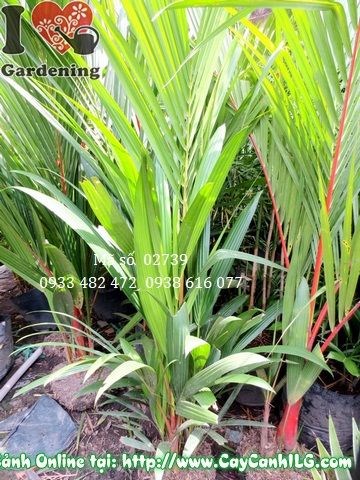 Cây cau đỏ bụi lớn cao 1m5 – lá kép xanh tương phản bẹ đỏ đặc trưng