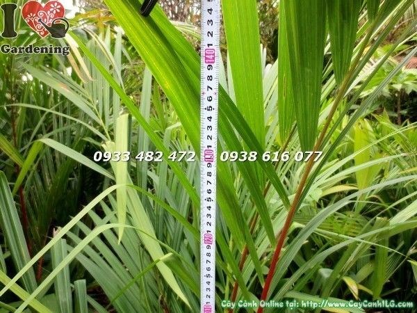 Cây cau đỏ cao 1m4 – Ms 22787 tại vườn ILG