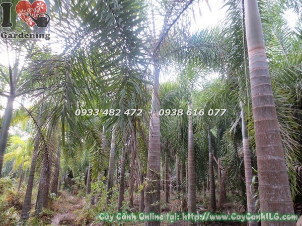 Cây cau đuôi chồn lóng cao 4m – cây cảnh cảnh quan công trình