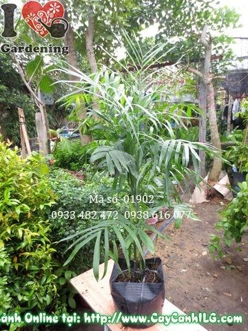 Chi tiết bụi cây cau hawai khỏe mạnh
