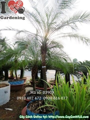 Cây Cau Nga Mi cao 1.5m thanh thoát, lá xanh mướt