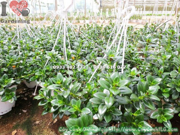 Chậu cây cá vàng treo trưng bày ban công – Ms 12949 ILG