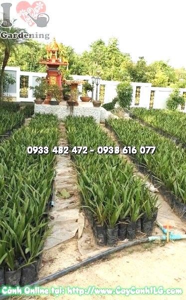 Vườn chà là giống ILG - cung cấp sỉ lẻ toàn quốc