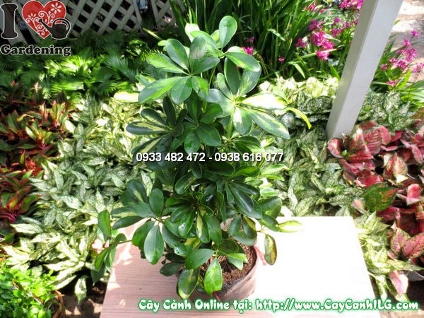 Cây chân chim trồng làm cảnh quan sân vườn