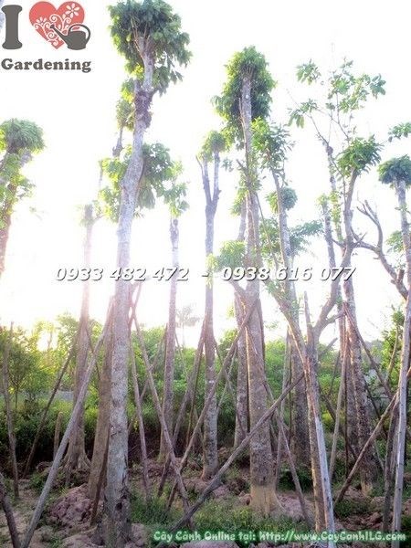 Cây chiếc cao 8m tán tròn xanh tốt