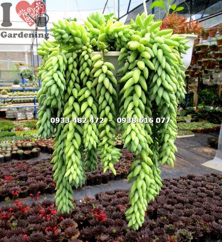 Cây chuỗi ngọc bi hạt dài trồng chậu treo trang trí nội thất