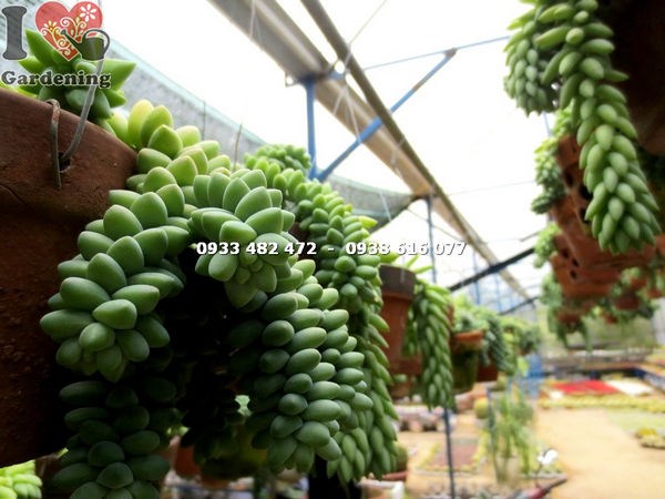 Đặc điểm cây chuỗi ngọc bi hạt tròn - lá dạng hạt tròn xanh mướt