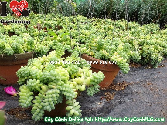 cây chuỗi ngọc bi nhánh dài rũ đẹp trồng chậu treo