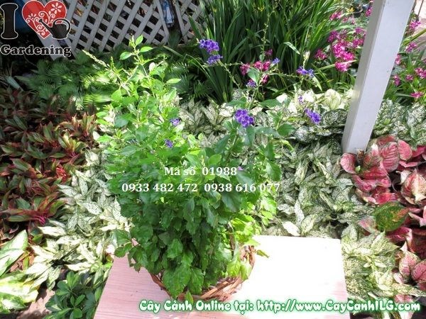 Cây chuỗi ngọc tím cao 40cm ứng dụng trong cảnh quan sân vườn