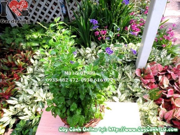 Cây chuỗi ngọc tím cao 40cm trồng ngoài nắng ra hoa tím đẹp