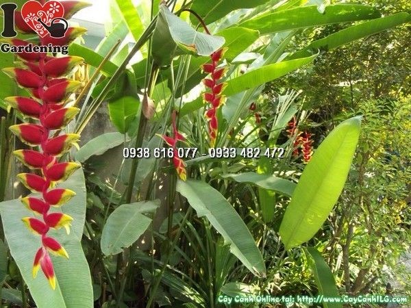Vườn cây chuối pháo ILG – cây khỏe mạnh, hoa đẹp, giao cây toàn quốc