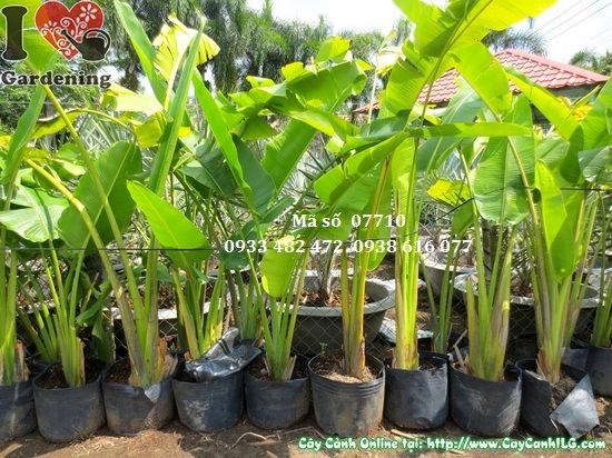 Cây chuối rẻ quạt cao 2,2m trong cảnh quan