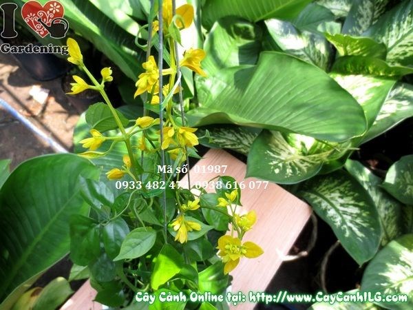 Hoa vàng cây chuỗi vàng nổi bật trên nền lá xanh – Ms 01987