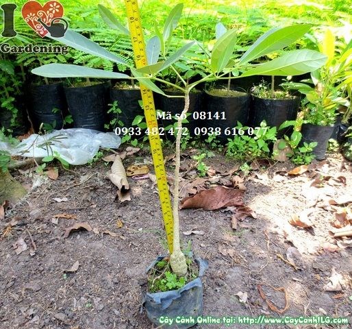 Cây chuông vàng giống – lộ trình phát triển từ 30cm