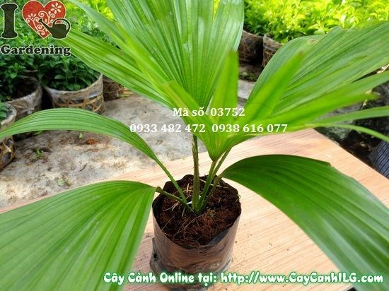 Cây cọ con 15cm trồng trang trí sân vườn khuôn viên